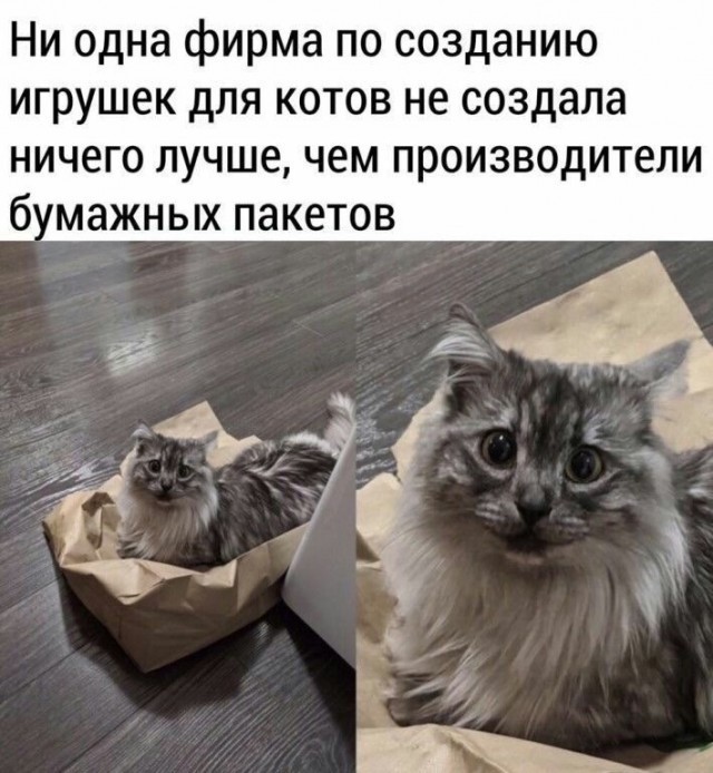 К котовторнику: подборка картинок-баянов с котиками и про котиков. Выпуск 27.