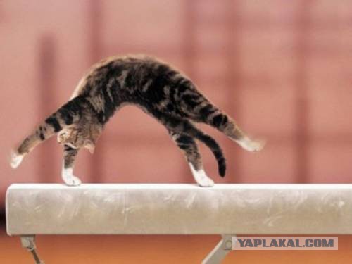 Коты ученых