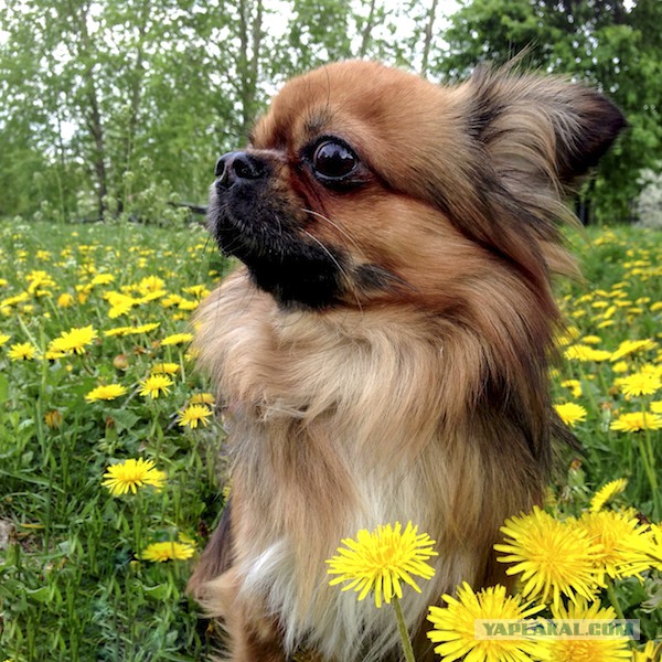 21 повод быть благодарным собаке