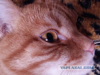 Котовторник