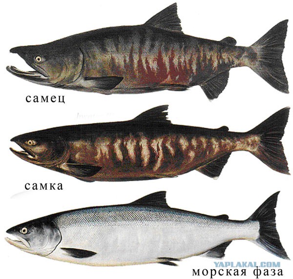 Рыба Горбуша Фото Самца И Самки