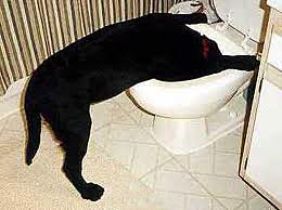 Вязаные собаки