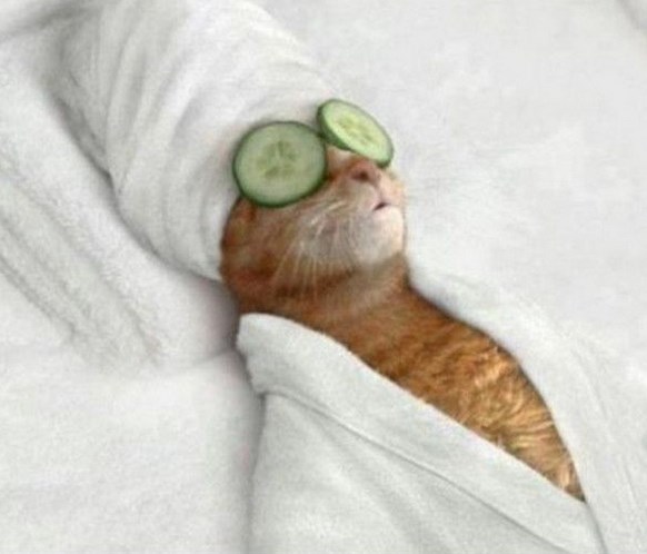 Мой личный котоленд.