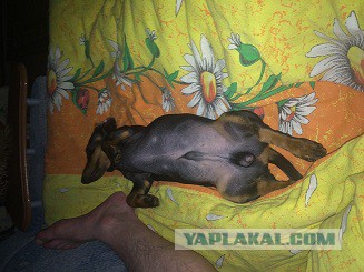 Собакочетверг же, ау!