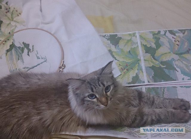 Котовторник - начало