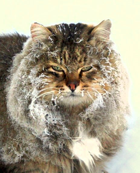"Оскара" - котикам!