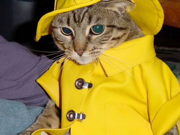 Коты из сети