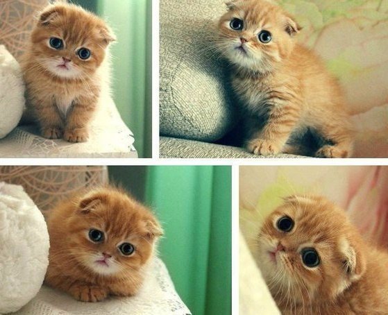 Коты и Кошки