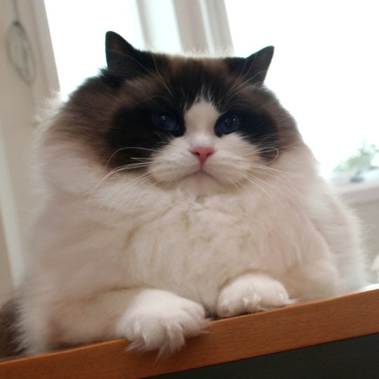 Коты и Кошки