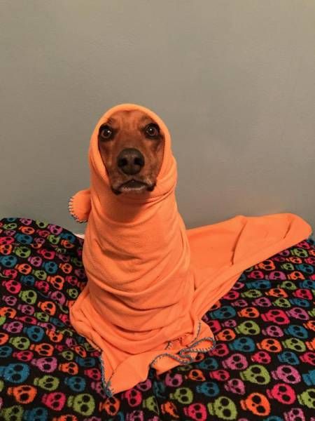 Самые смешные животные