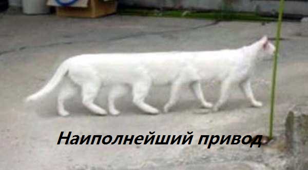 Картинки прикольные 25шт