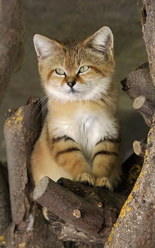 Коты и Кошки