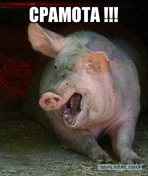 Вестник социальных сетей