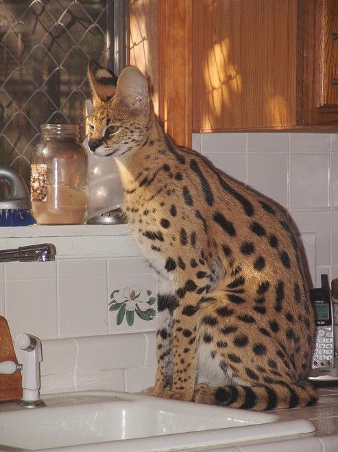Прикольные коты на среду! ОЧЕНЬ МНОГО!