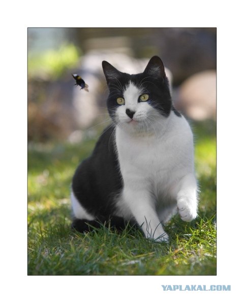 Котовторник в ЯПонии (58 фот)