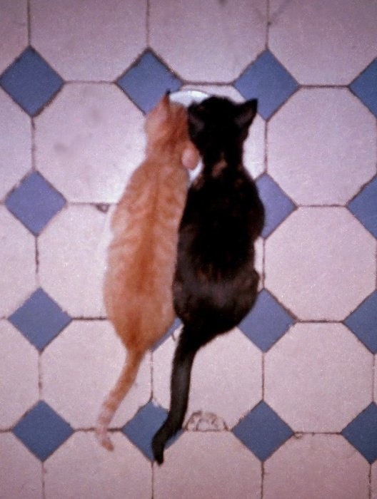 Котовторник Вместе
