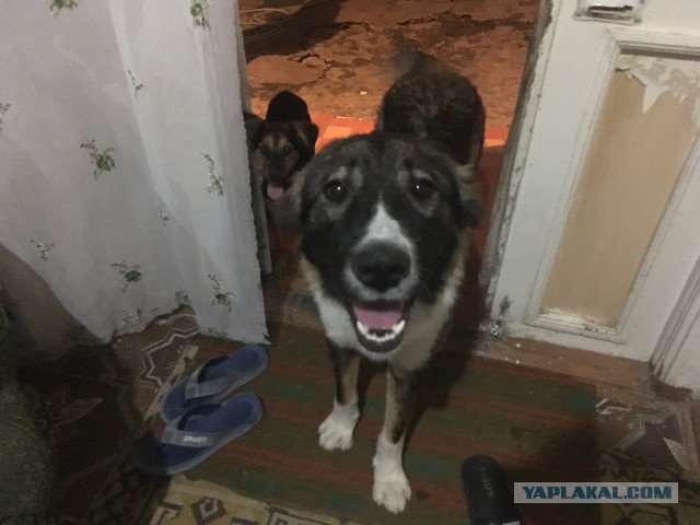 На днях слетал в Ташкент