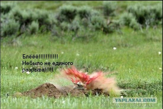 Отстрел грызунов-вредителей на полях