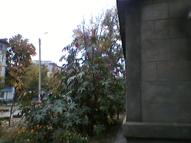Та самая клещевина