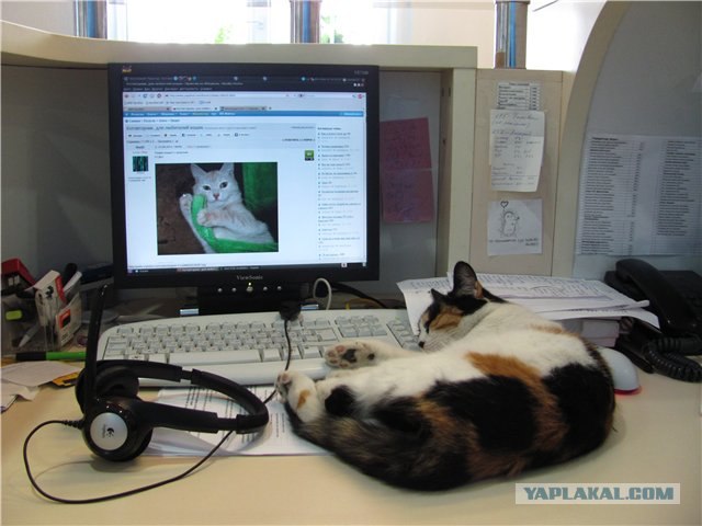 Котовторник, для любителей кошек