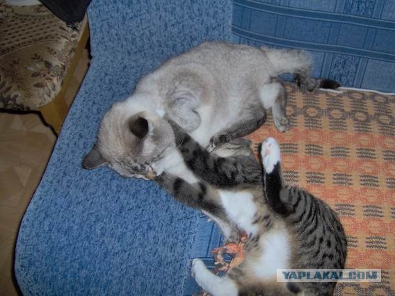 Котовторник 06.09.11