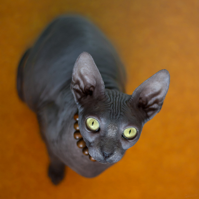 Первый котовторник октября