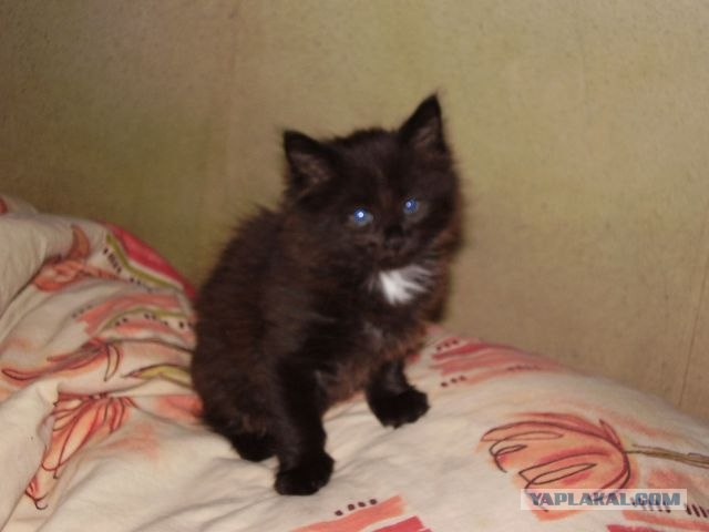 Котовторник 22.11.11