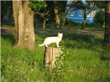 КОТОВТОРНИК (6.03.2012)