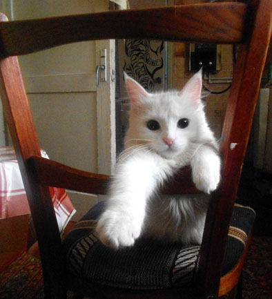 Котовторник 22.05.2012