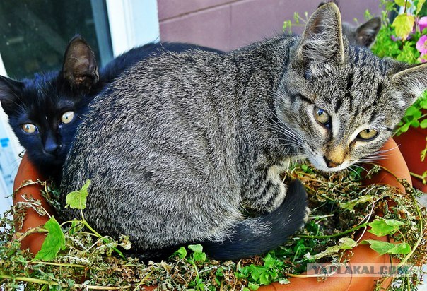 Котовторник 07.08.2012