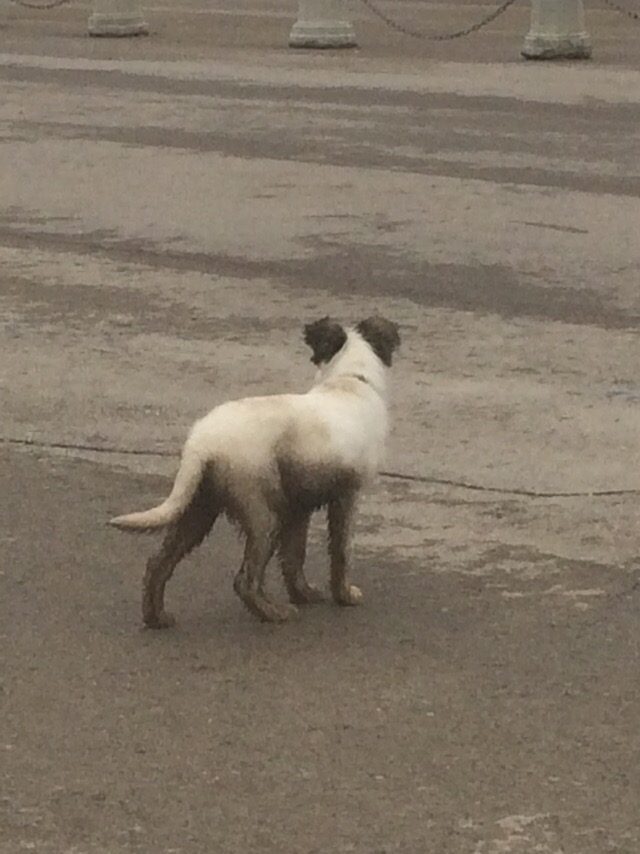 Живность из сети