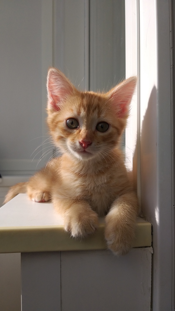 Забавные фото котеек