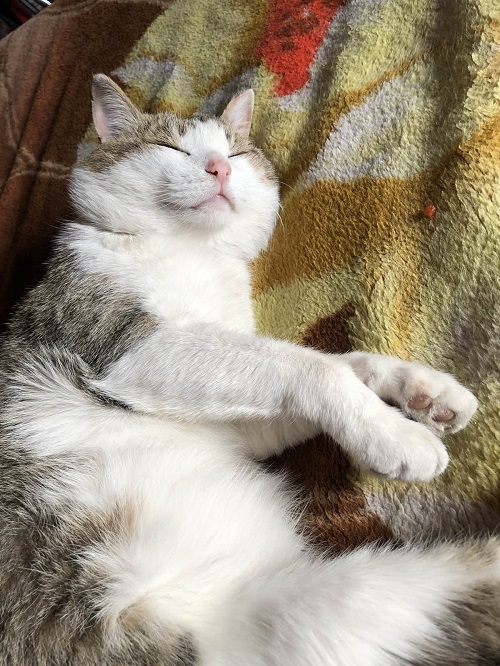 Начнем котоФторник?