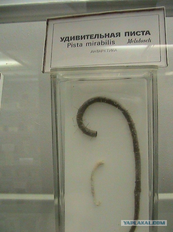Захотели пожрать нахаляву