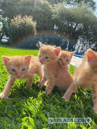 Котовторник же!