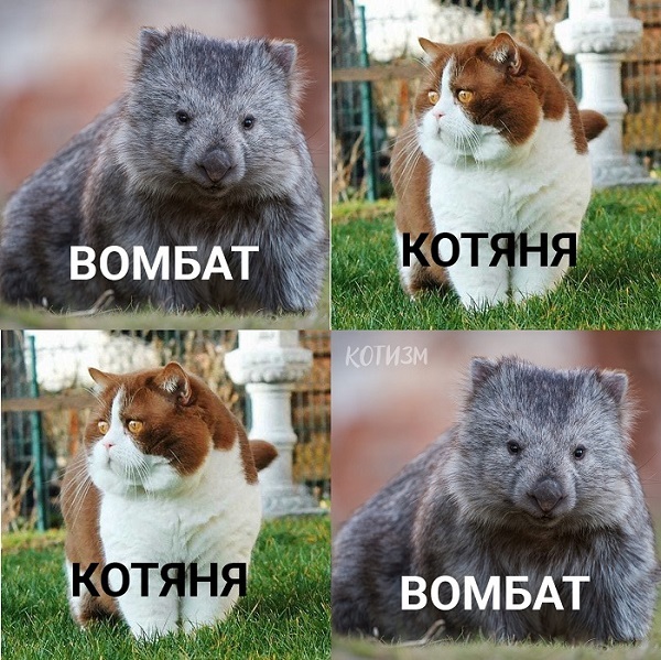 Кажется, я нашёл, где живёт Грабля
