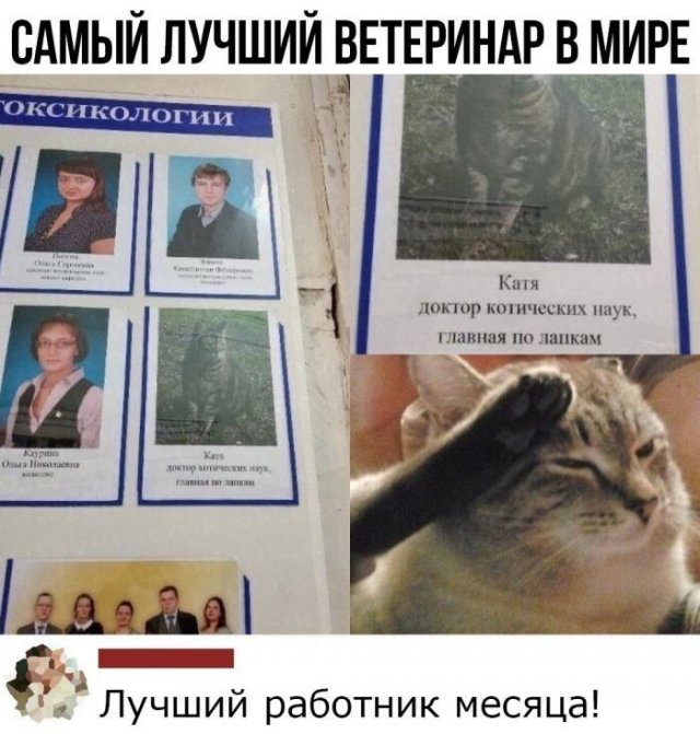 "Купил коту игрушку" и другие картинки