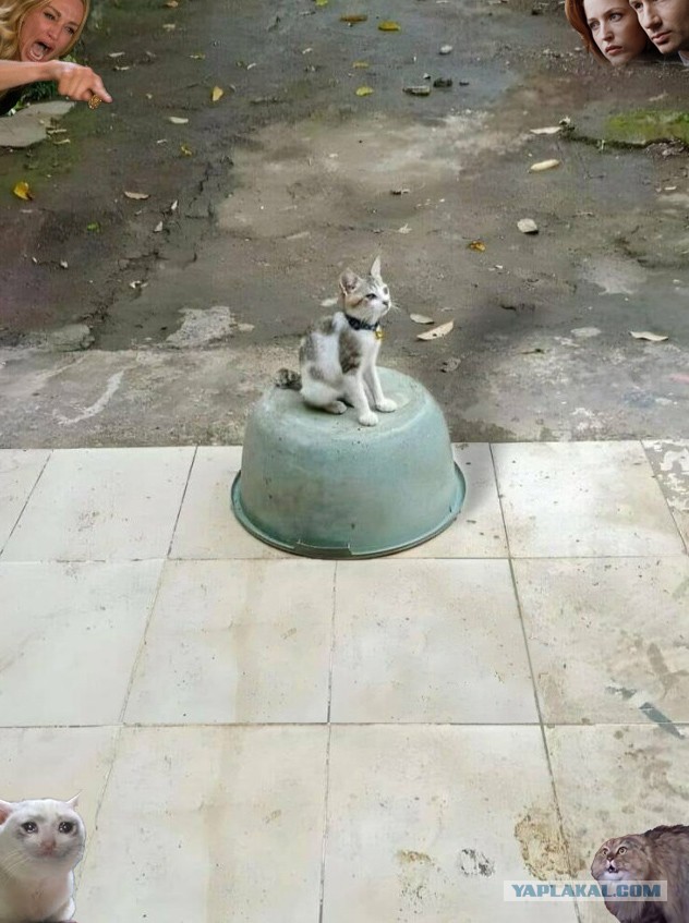 Долго всматривался в фото, чтобы понять