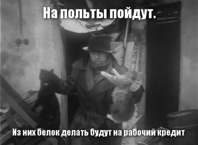Глава совета ветеранов Читы предложил шить шапки из бездомных собак