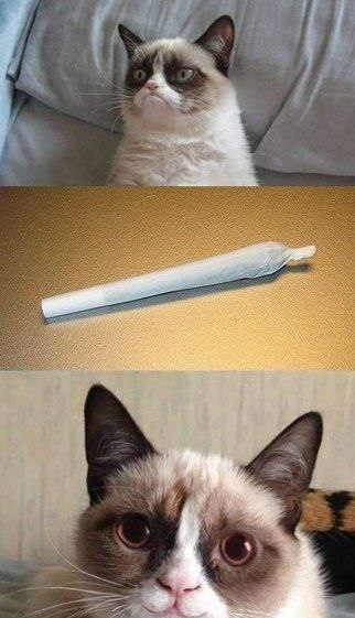 Картинок разной степени @банутости псто.