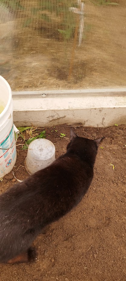 Котовторник, просто Барс