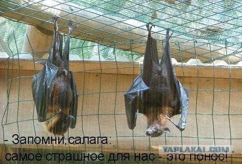 Девочки не портят воздух