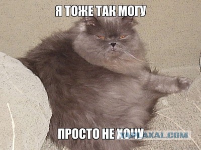 Зачем мой сосед снёс теплицу с луком и засадил 18 соток морковкой: в этом году хочет ещё 25