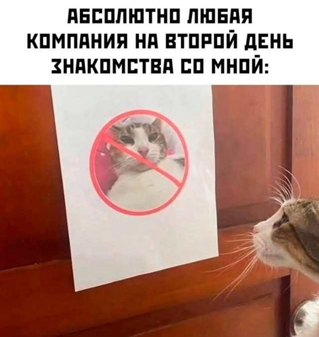 К котовторнику: подборка картинок-баянов с котиками и про котиков. Выпуск 3.