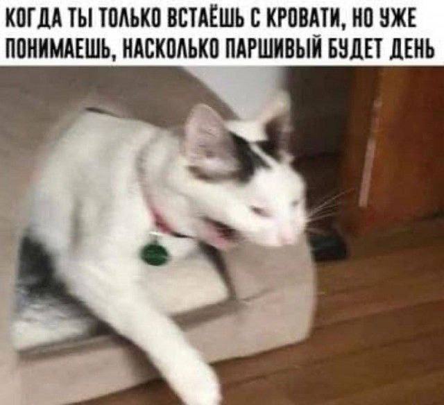 Подборка картинок-баянов с котиками и про котиков. Выпуск 29.