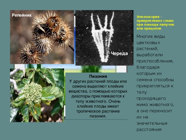 Собакочетверг. На выпасе.
