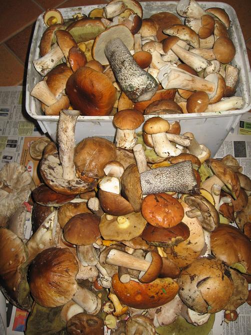 Как растить грибы в квартире