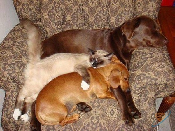 Польза от котов