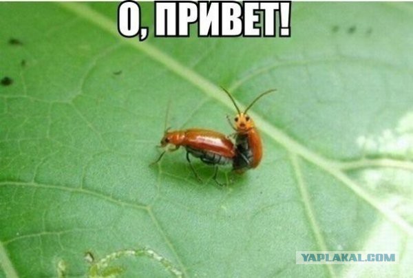Всем зеленки!