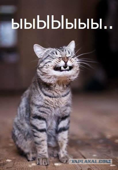 Мейн кунчик